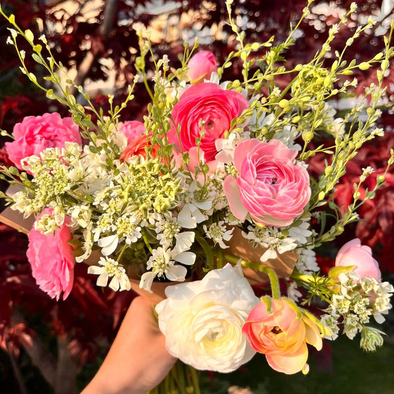 Pink and white ranunculus and laceflower bouquet